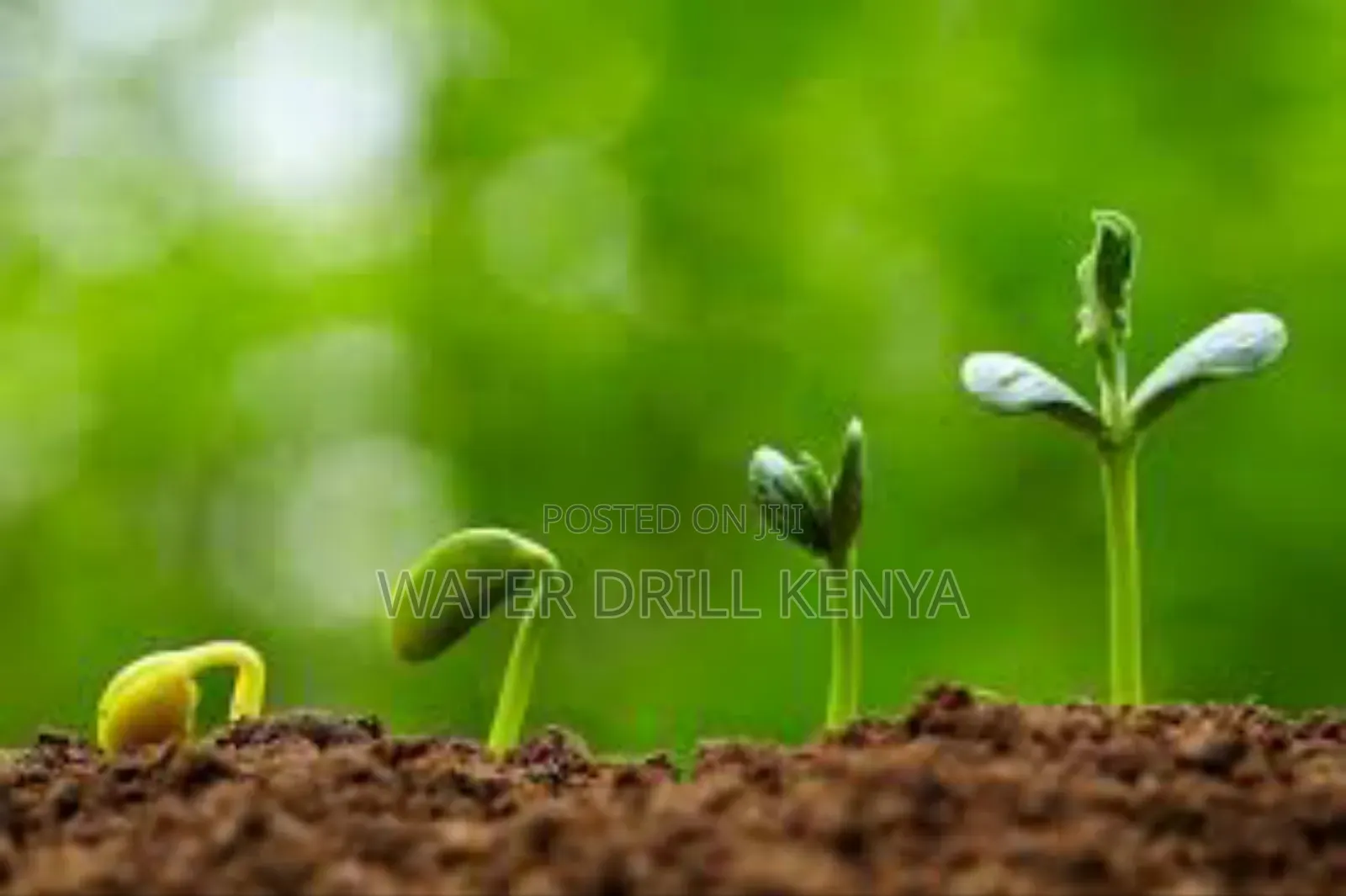 Seedlings Raisers Kenya