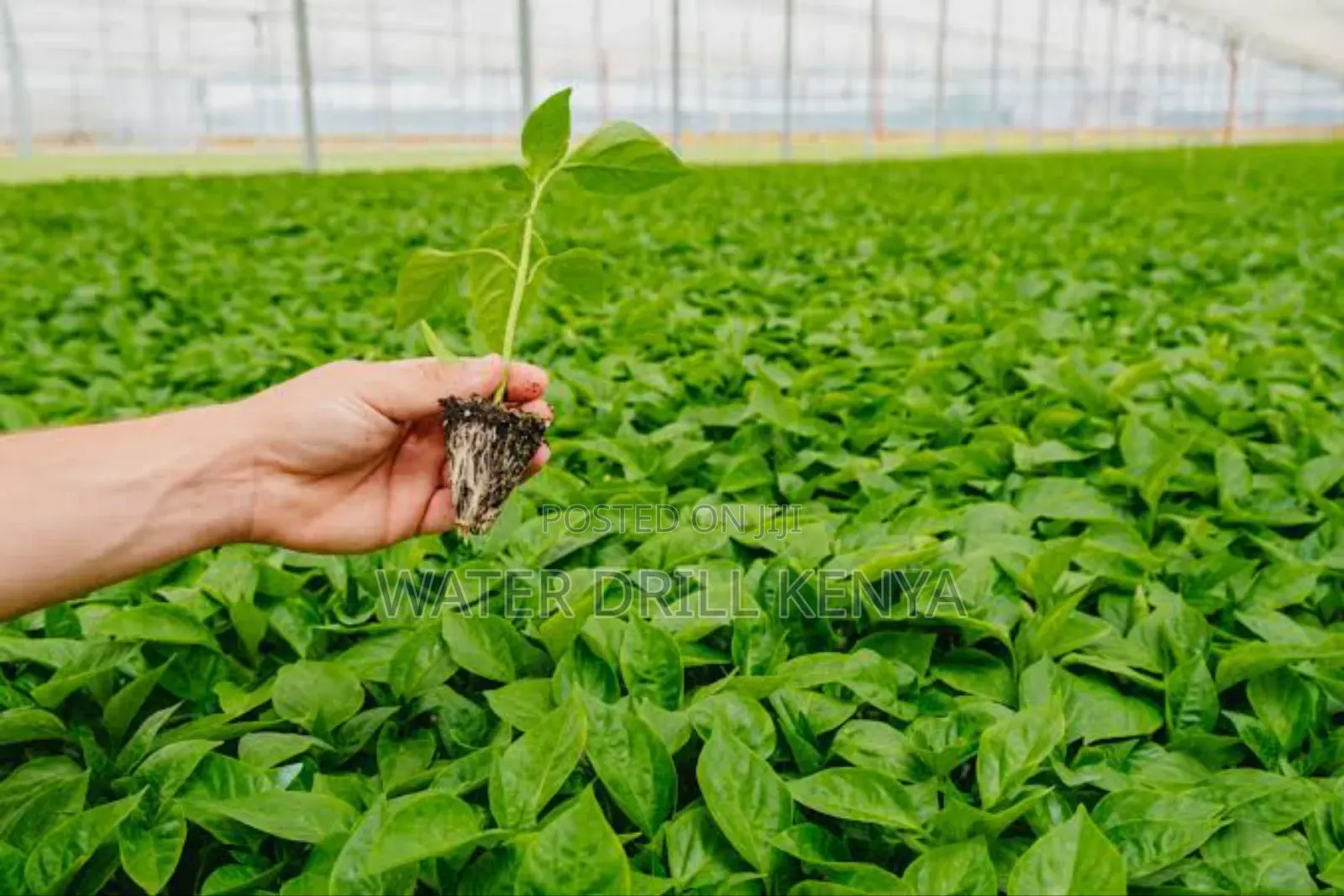 Seedlings Raisers Kenya