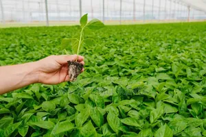Seedlings Raisers Kenya