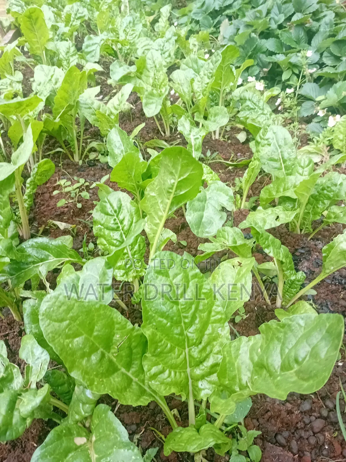 Seedlings Raisers Kenya