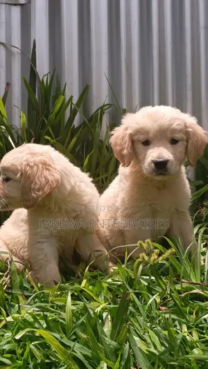1-3 months Male Purebred Golden Retriever