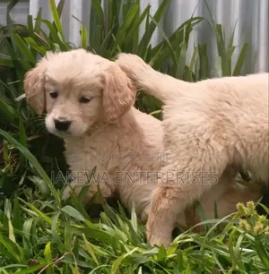 1-3 months Female Purebred Golden Retriever