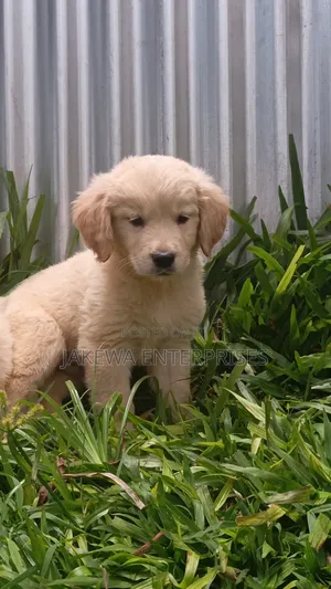 1-3 months Male Purebred Golden Retriever