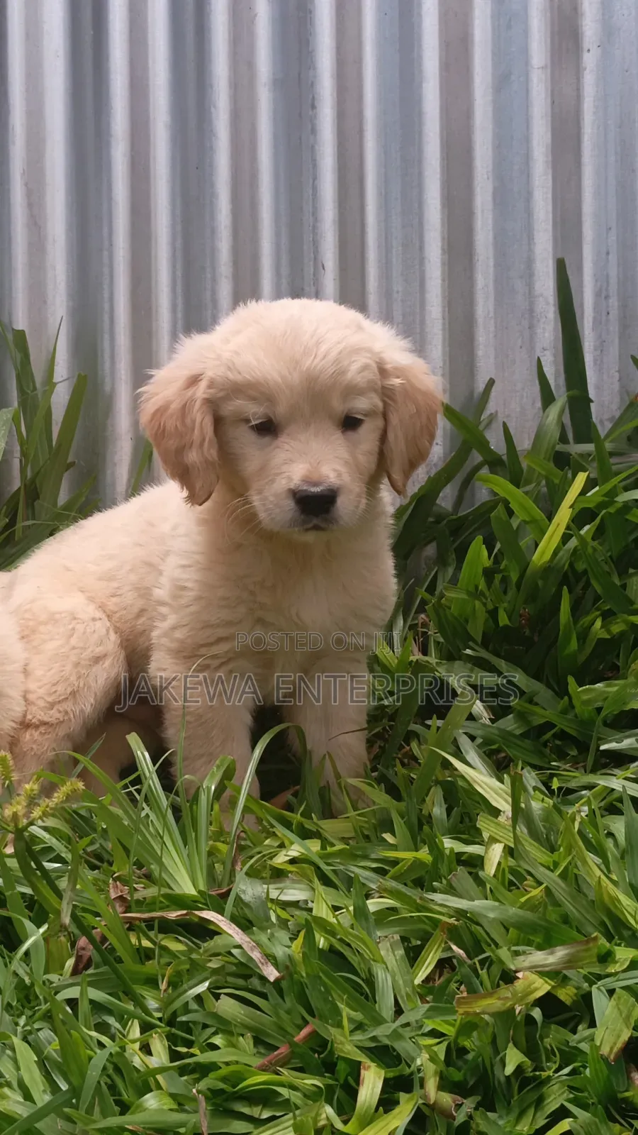 1-3 months Male Purebred Golden Retriever