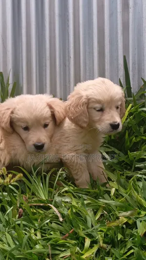 1-3 months Female Purebred Golden Retriever