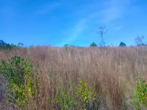 1 Acre Touching River (Daiga)