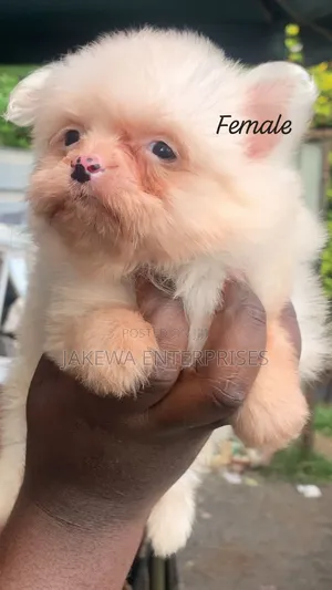 1-3 months Female Purebred Havanese