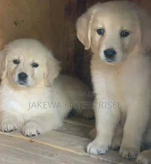 1-3 months Female Purebred Golden Retriever