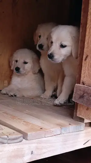 1-3 months Female Purebred Golden Retriever