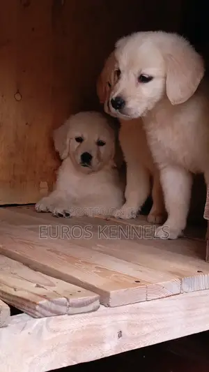 1-3 months Female Purebred Golden Retriever