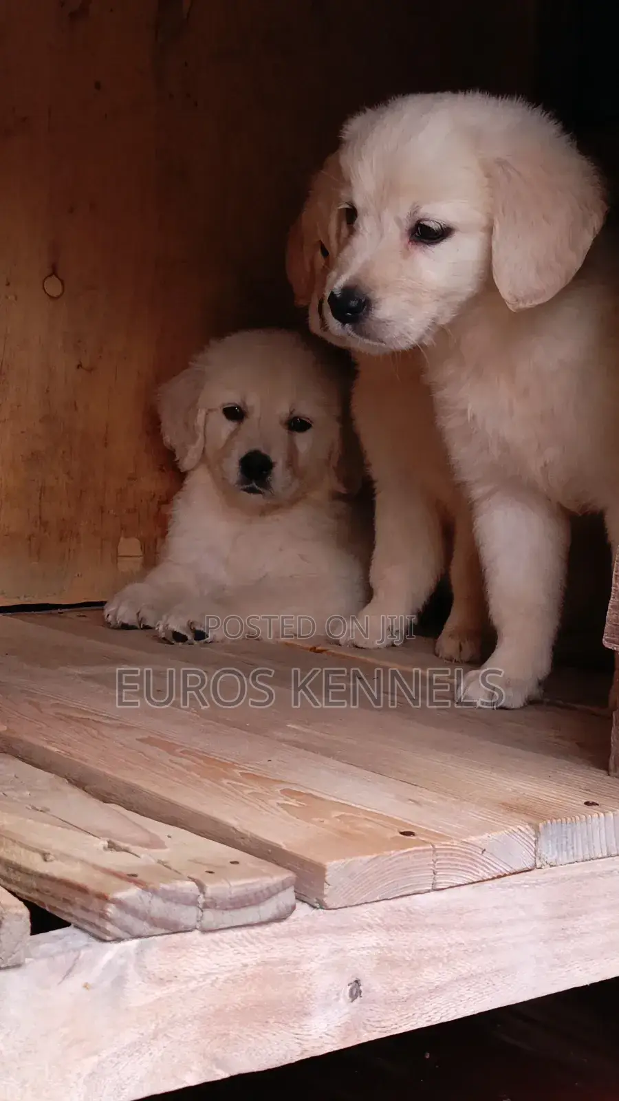1-3 months Female Purebred Golden Retriever
