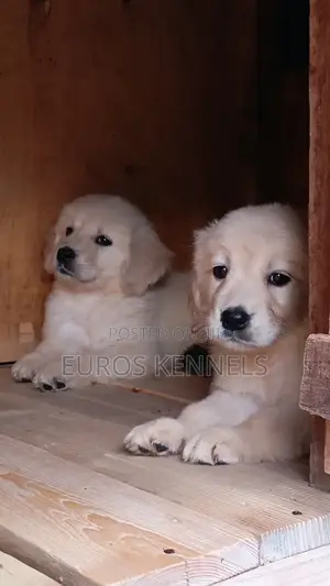 1-3 months Female Purebred Golden Retriever