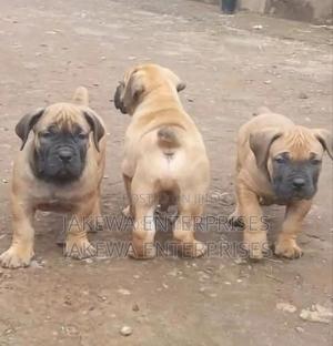 1-3 months Male Purebred Boerboel - thumbnail 2