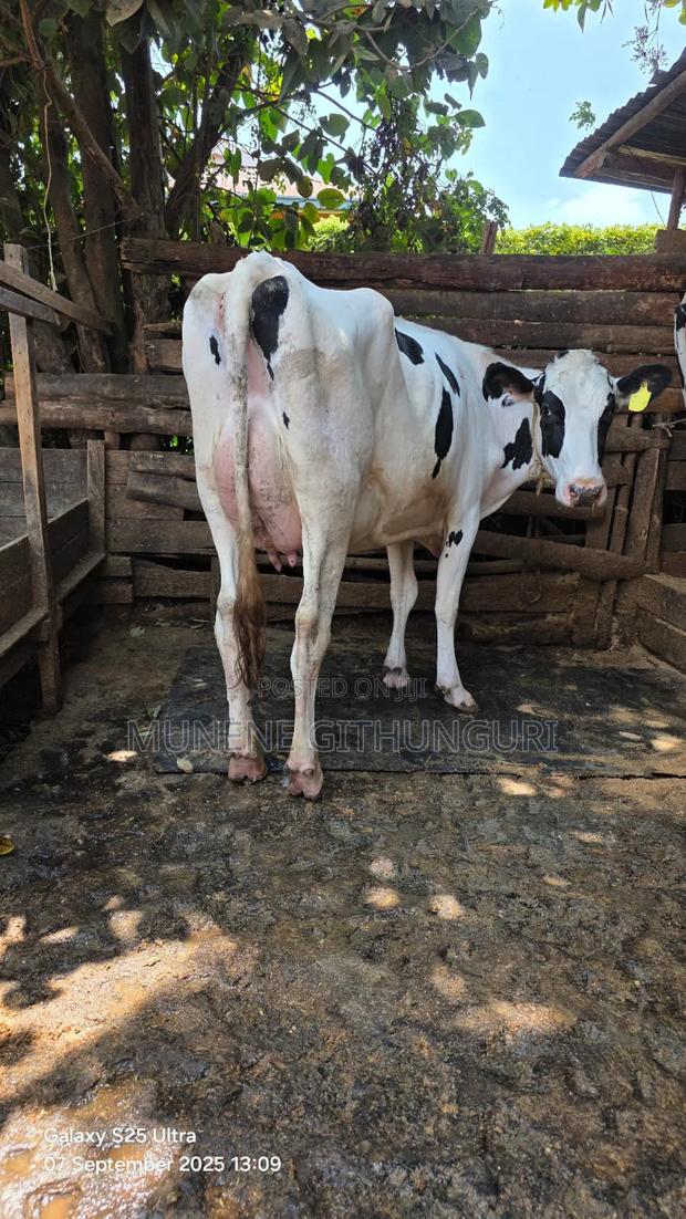 Heavier Incalf Heifer - main view