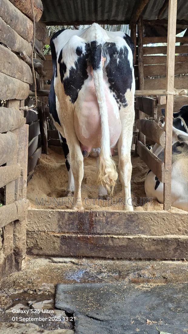 Almost to Calve Down