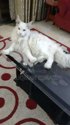 1+ year Male Purebred Maine Coon