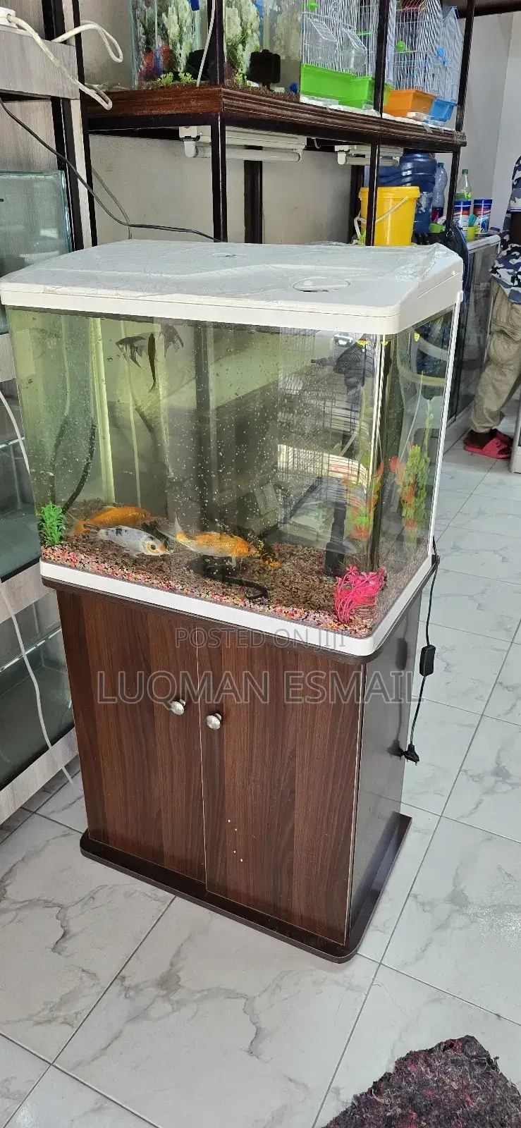 Aquarium Brown