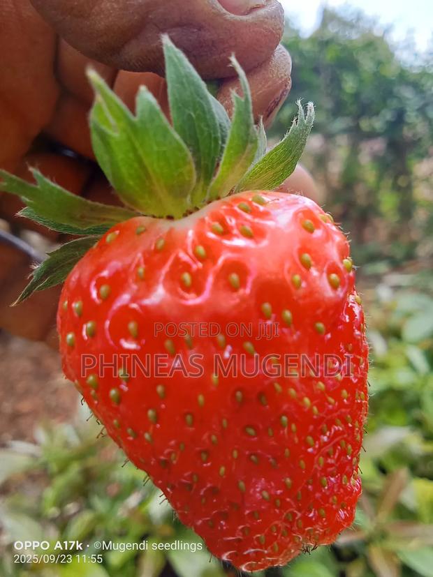 Pixie Original Seedlings - thumbnail 4