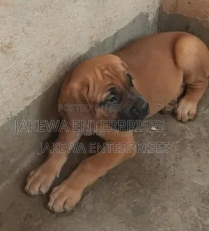 1-3 months Male Purebred Boerboel