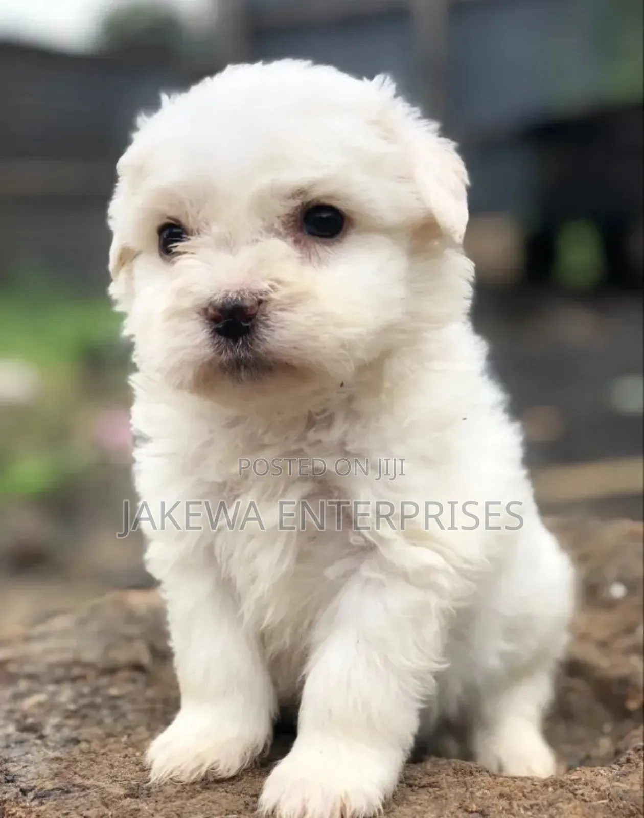 1-3 months Female Purebred Maltese