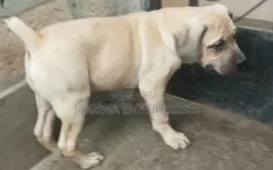 1-3 months Male Purebred Boerboel