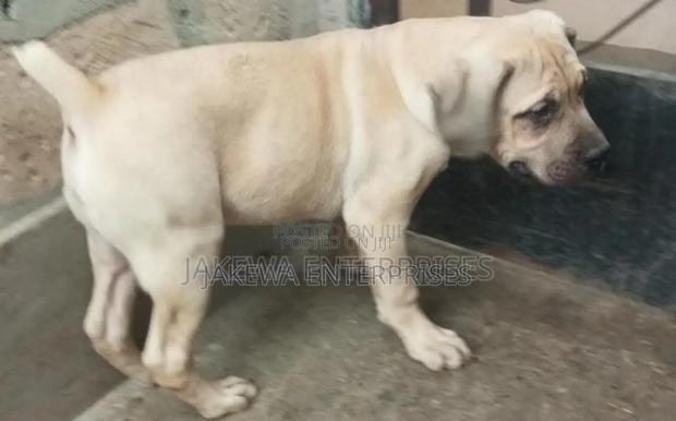 1-3 months Male Purebred Boerboel - main view