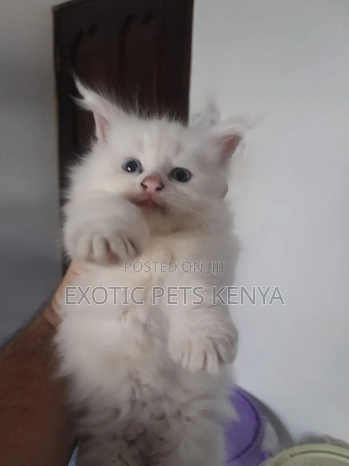 1-3 months Female Purebred Maine Coon