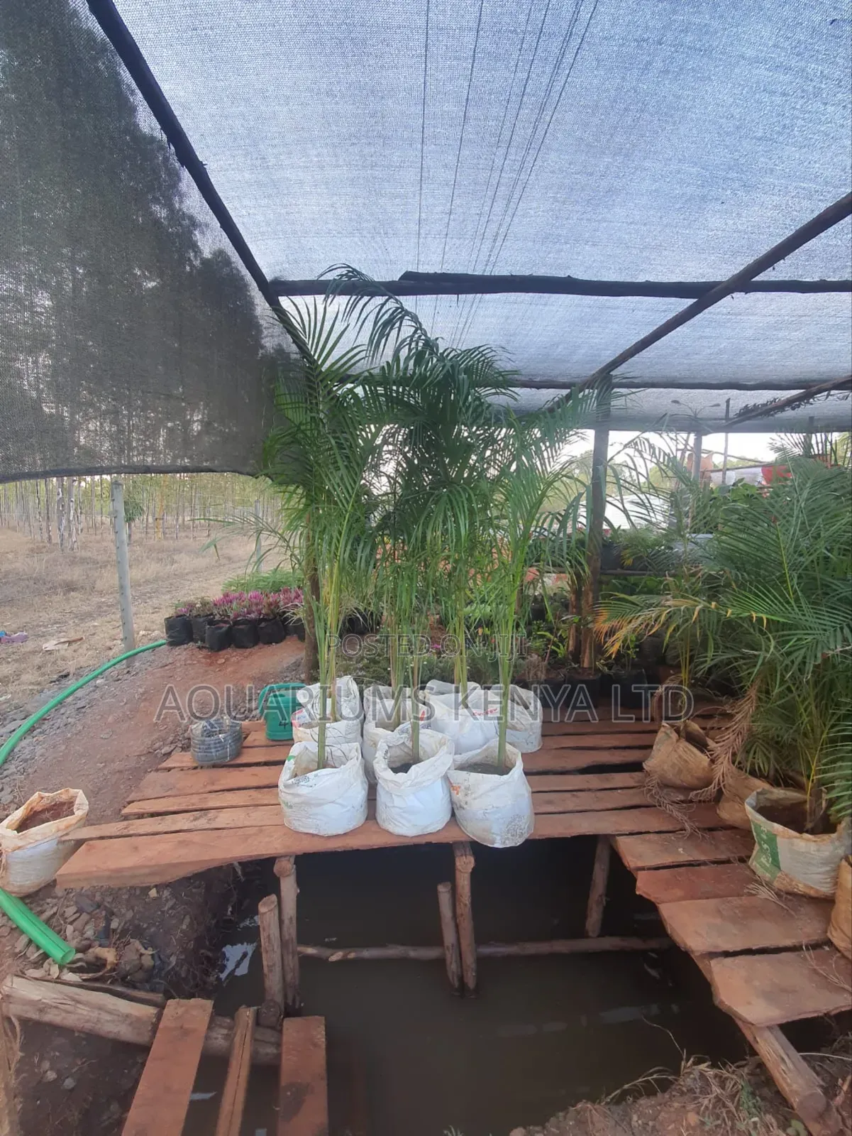 Royal Palms,Palms