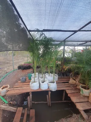 Royal Palms,Palms