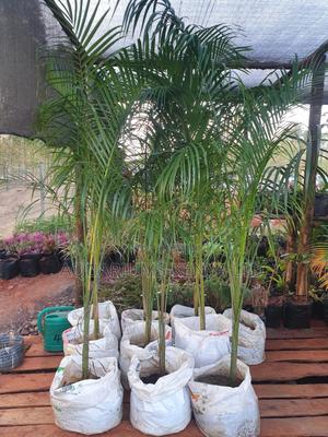 Mature Royal Palms,Palms - thumbnail 2