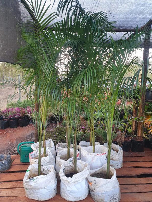 Mature Royal Palms,Palms - main view