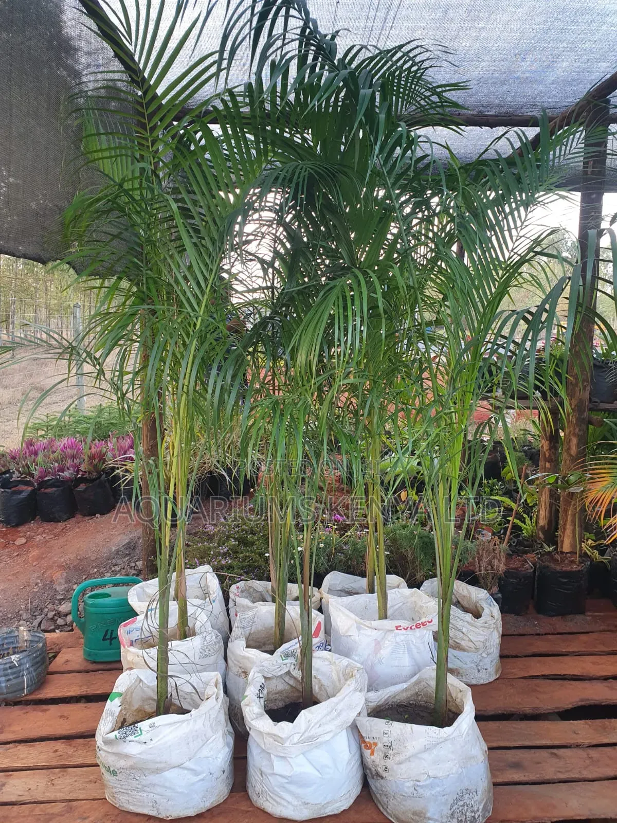 Mature Royal Palms,Palms