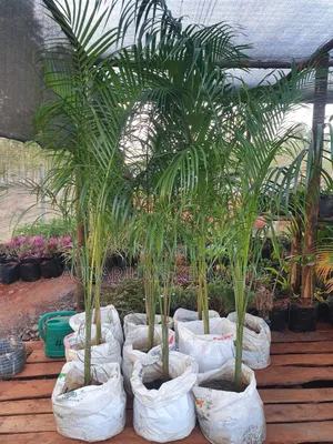 Mature Royal Palms,Palms