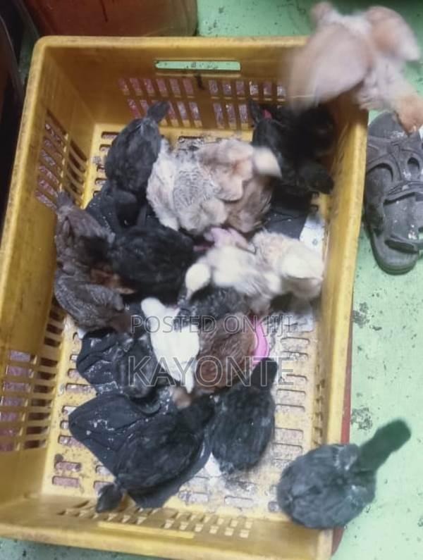 1-Month-Old Improved Kienyeji Chicks for Sale – Healthy Vaccinated