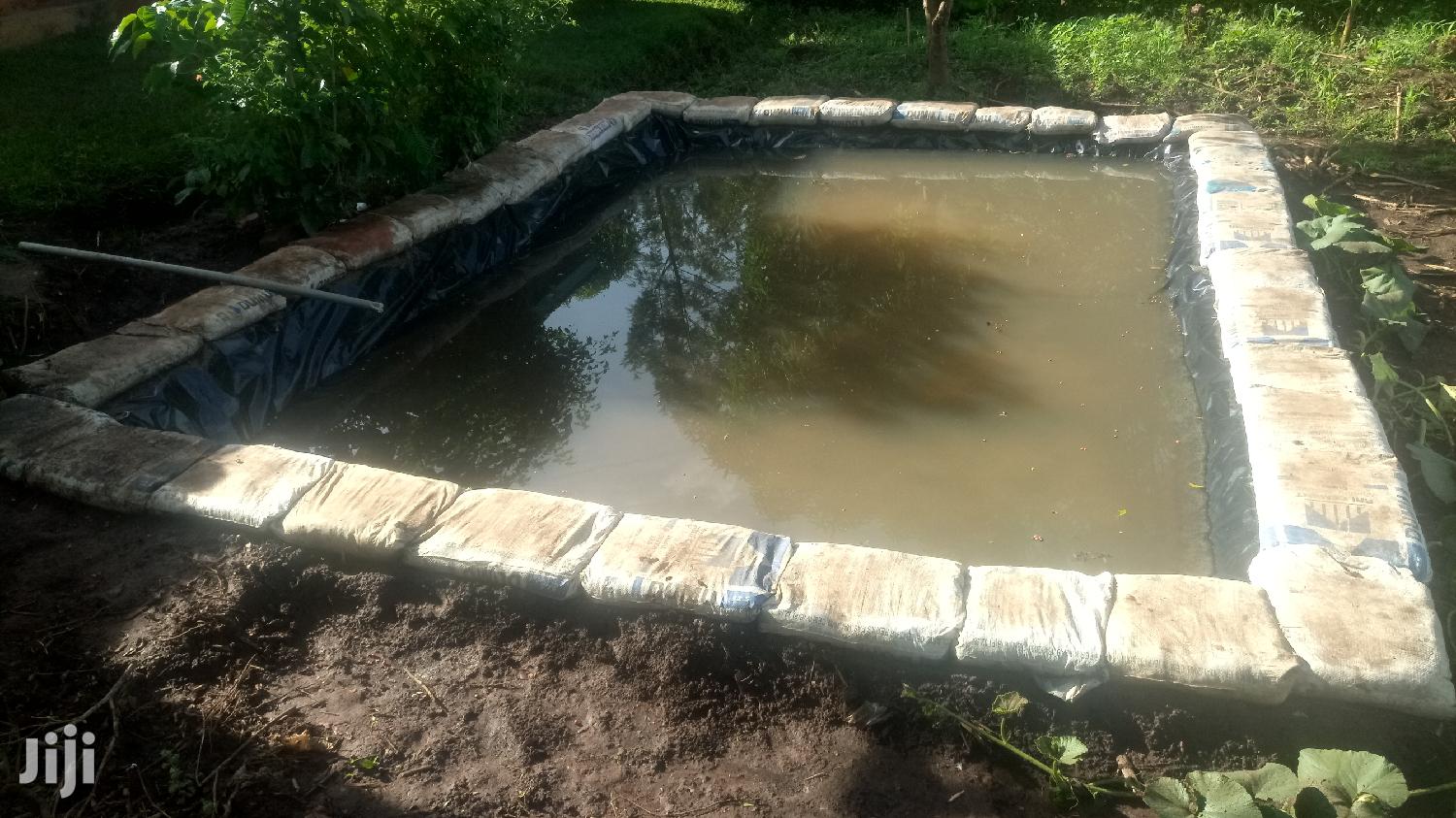 Aquoponics and Greenhouse Farming