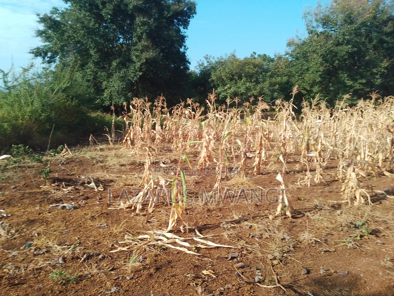 An Eighth of a Plot at Mwea Near Highway Kemri