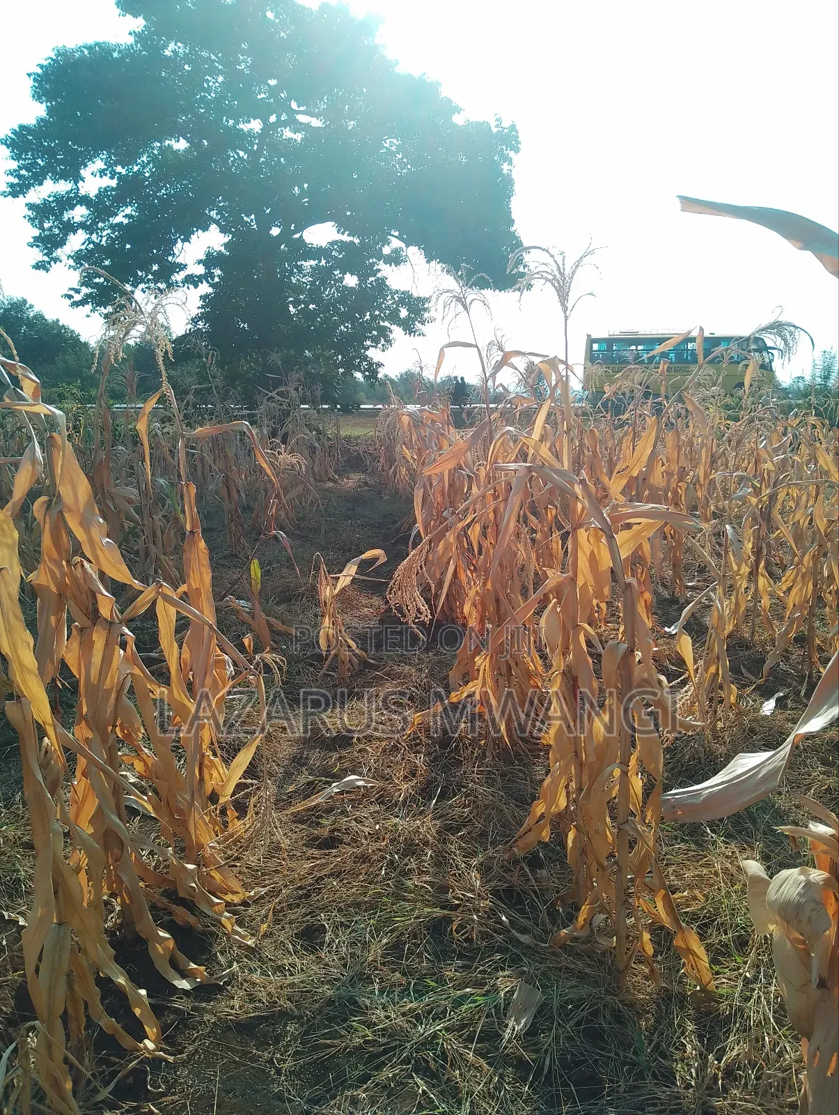 An Eighth of a Plot at Mwea Near Highway Kemri
