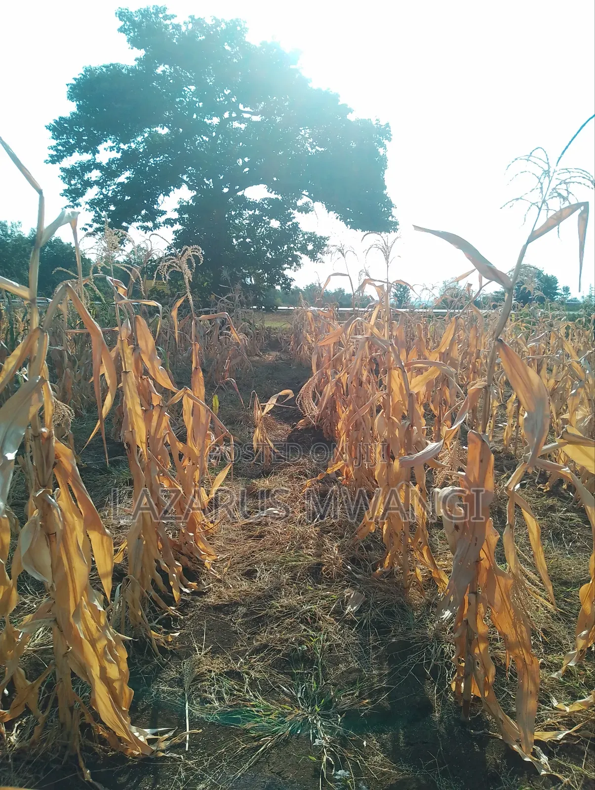 An Eighth of a Plot at Mwea Near Highway Kemri