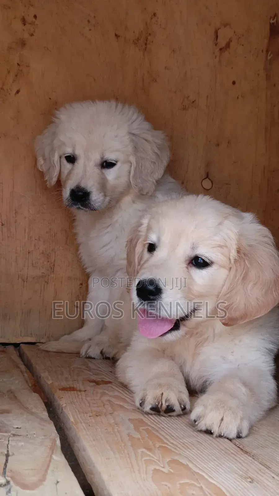 1-3 months Female Purebred Golden Retriever