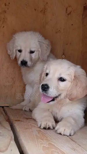 1-3 months Female Purebred Golden Retriever