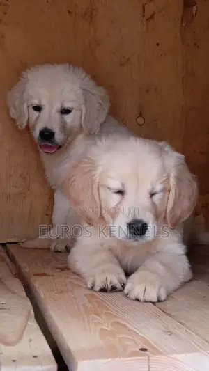 1-3 months Female Purebred Golden Retriever