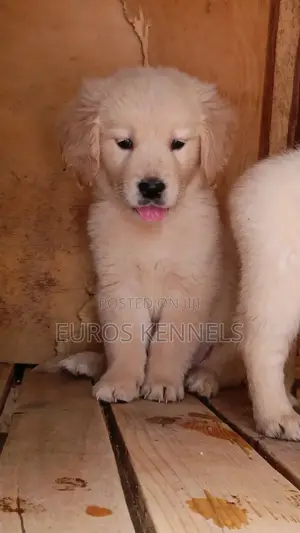 1-3 months Female Purebred Golden Retriever