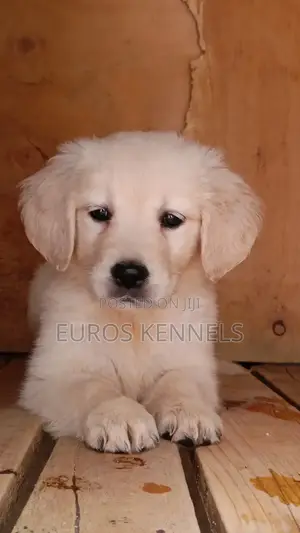 1-3 months Female Purebred Golden Retriever