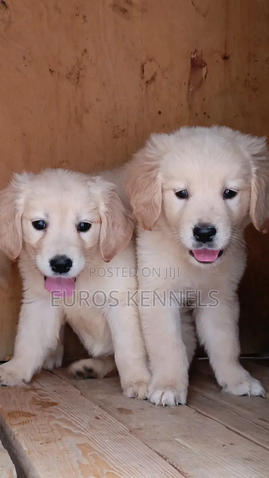1-3 months Female Purebred Golden Retriever