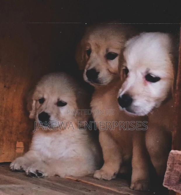 1-3 months Male Purebred Golden Retriever