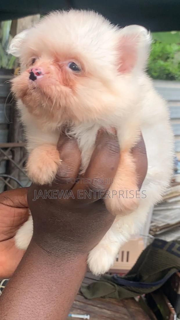 1-3 months Female Purebred Havanese