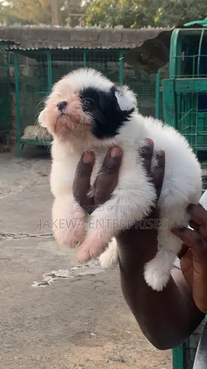 1-3 months Male Purebred Havanese