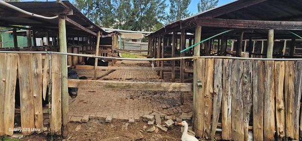 5bdrm House in Kiplombe for sale - thumbnail 13