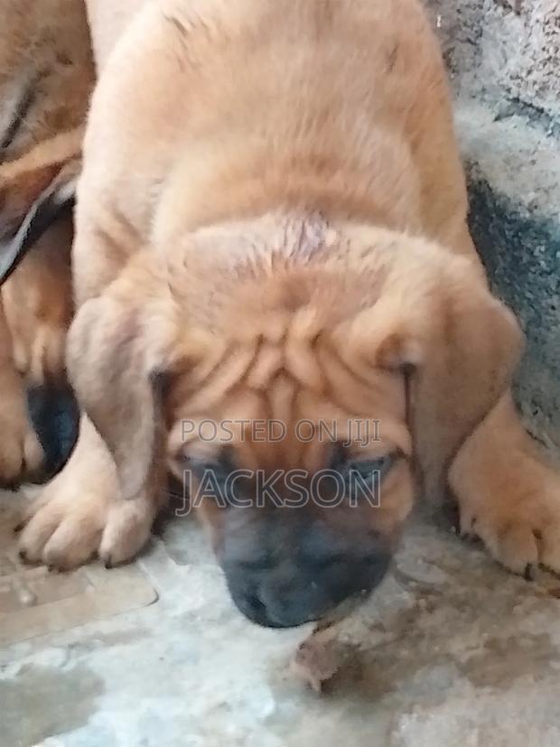 1-3 months Female Purebred Boerboel