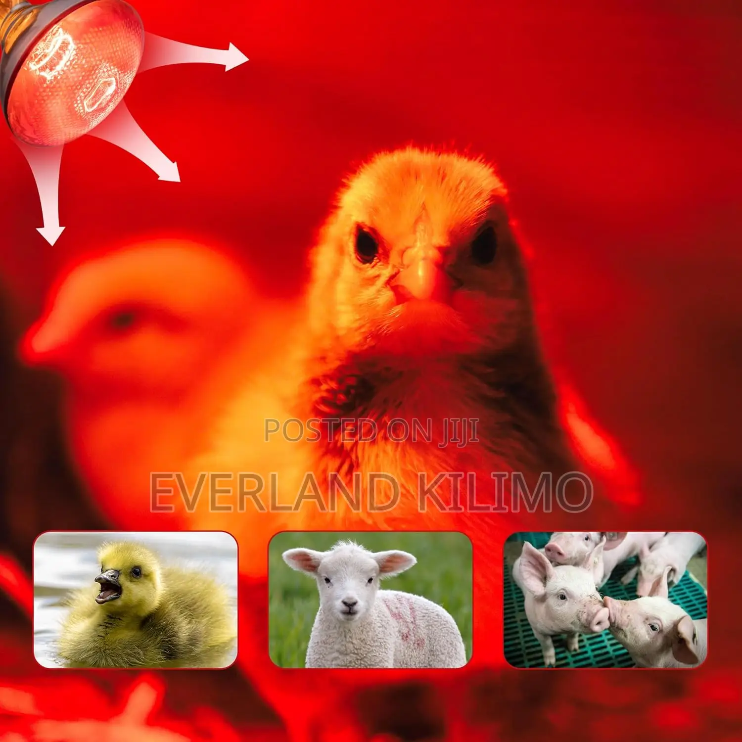 Long-Lasting Infra Red Bulb